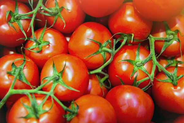 food vegetable tomato. Texture of tomatoes on a branch. Background juicy and red tomatoes