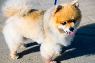 Genç Spitz sonbaharda yolda.