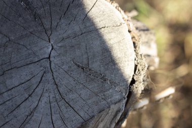 Kesilmiş ve kesilmiş bir ağaç. Yıllık Rin ile bir ağacın kesimi