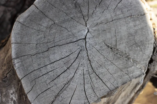 Árvores cortadas, desfocadas close up textura de madeira — Fotografia de Stock