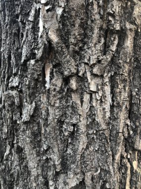 Eski Ağaç Kabuğu Ağaç Yapısı Arkaplan Patırtısı