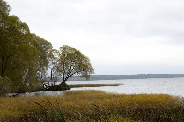 Stromy Jezeře Podzimní Krajina Plescheevo Jezero Pereslavl Zalessky Rusko — Stock fotografie