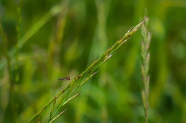Odaklanmamış bir arkaplanda çimlere tünemiş bir sineğin ayrıntıları