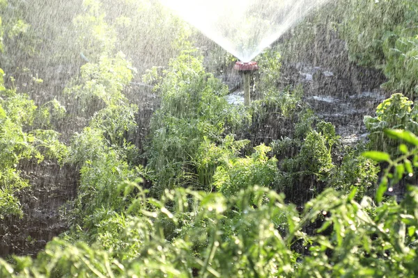 Watering garden bed at sunset — Stock Photo, Image