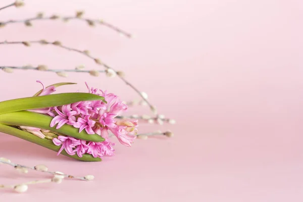 Spring minimal composition. Hyacinth flower and pussy-willow twigs on pastel pink background. Hello spring, happy Women's day, Mother's day or other holiday concept.