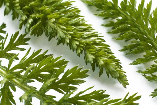 Botanical floral background. Macro photo of yarrow leaves on white backdrop. Young greens, bright light and shadow.