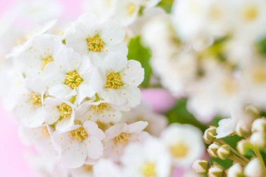 Soyut çiçekli bulanık arkaplan, tebrik kartı ya da duvar kağıdı. Makro fotoğraf, pembe arka planda beyaz spirea çiçekleri. Bahar, düğün konsepti. Boşluğu kopyala.
