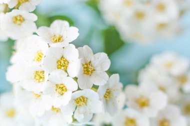 Soyut çiçekli bulanık arkaplan, tebrik kartı ya da duvar kağıdı. Mavi arka planda beyaz spirea çiçeklerinin makro fotoğrafı. Bahar zamanı, düğün konsepti. Boşluğu kopyala.