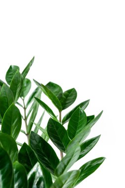 Beyaz arka planda ev bitkisi Zamioculcas