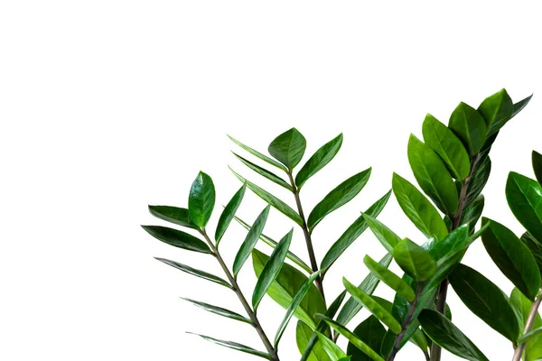 Beyaz arka planda ev bitkisi Zamioculcas