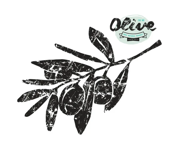 Stock vector ilustración de rama de olivo — Vector de stock