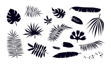 Tropik bitki yaprağı siluetleri stok vektör seti. Beyaz arkaplanda siyah baskı