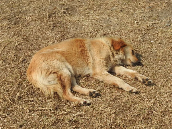 Cão Bonito Desfrutando Sol — Fotografia de Stock