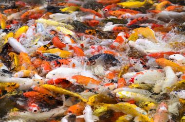 Aç Koi sazan balık sürüsü