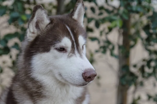 Yakışıklı Sibirya husky köpek