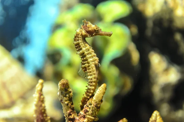 Tay okyanus altında güzel deniz atı.
