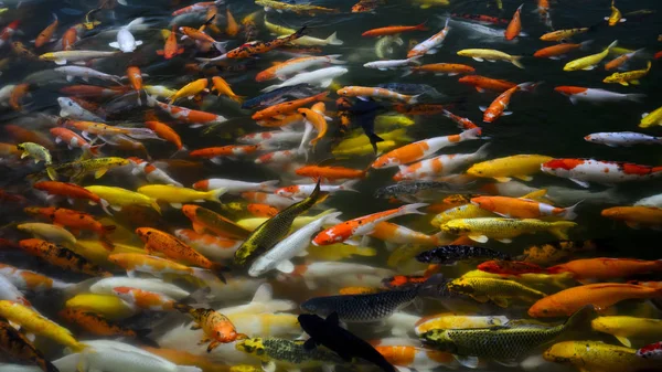 Okul Koi sazan balık