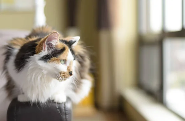 Kanepede tüylü yerli kedi