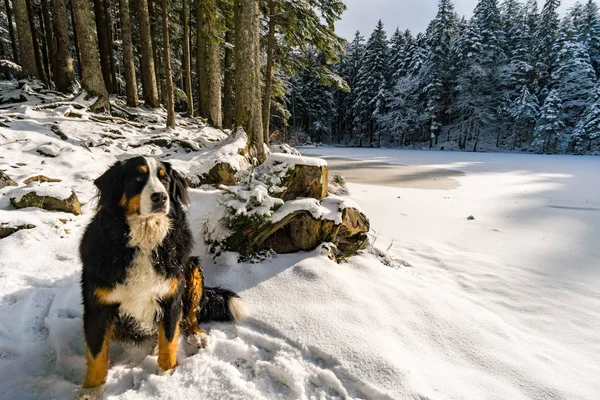 Wunderschöne winterwanderung vom restaurant eggli über den forstseeli und diepoldsauer schwamm zum faehnerenspitz im appenzeller land in der schweiz — Stockfoto