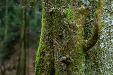2. Dünya Savaşı 'nda Yukarı Bataklık' ta çiftçiler ve sivillerden kalma birkaç eski tünel keşfettik..
