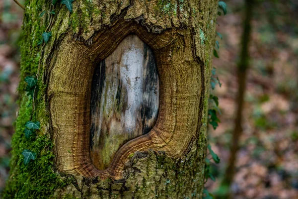 Objevil Několik Starých Tunelů Druhé Světové Války Horním Švábsku Farmářů — Stock fotografie