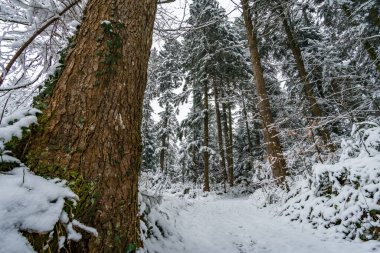 Çok güzel buzlu Scheidegger şelaleleri çevrede yürüyüş yapıyor.