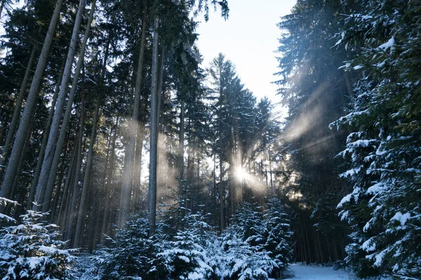 Wrażenia Pięknego Śnieżnego Lasu Zimowego Promieniami Słońca — Zdjęcie stockowe