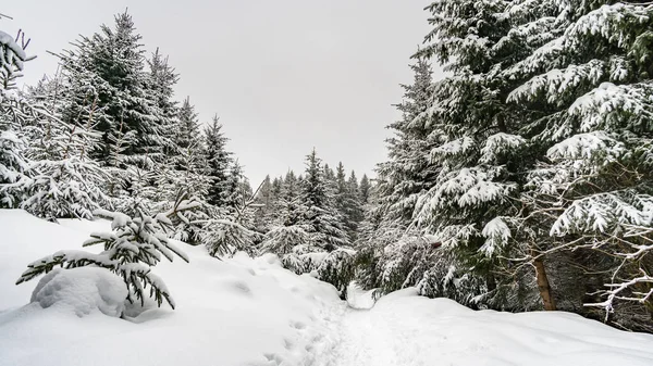 Randonnée Raquettes Vers Crête Noire Enneigée Près Isny Allgau Hiver — Photo