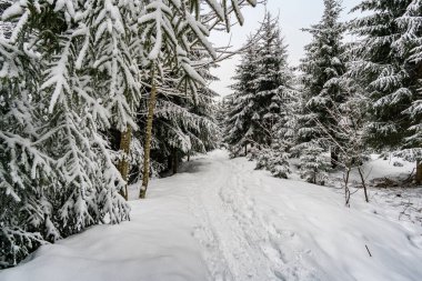 Karla kaplı Allgau 'daki Isny yakınlarındaki Black Ridge' e kar ayakkabısı yürüyüşü