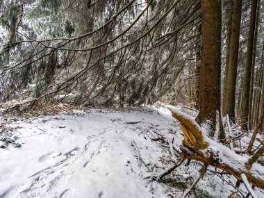 Karla kaplı Allgau 'daki Isny yakınlarındaki Black Ridge' e kar ayakkabısı yürüyüşü