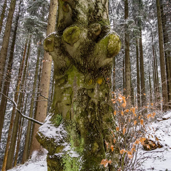 Schneeschuhwanderung Auf Den Verschneiten Schwarzen Rücken Bei Isny Allgäu Winter — Stockfoto