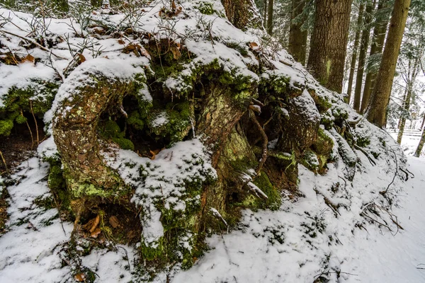 Sněžnice Výlet Zasněžené Black Ridge Poblíž Isny Allgau Zimě — Stock fotografie