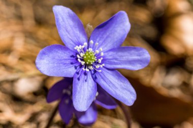 İlkbaharda, topraktan güzel çiçekler tekrar filizlenir..