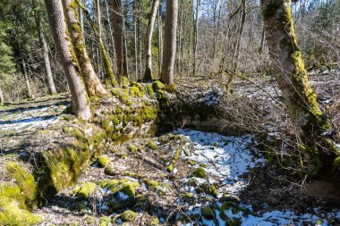 Tuna Vadisi 'ndeki güzel Tuna Vadisi' nde bahar yürüyüşü Kallenberg Kalesi yıkıntıları boyunca, Tuna Nehri üzerindeki Fridingen yakınlarındaki Bronnen Şatosu 'na.