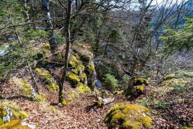 Tuna Vadisi 'ndeki güzel Tuna Vadisi' nde bahar yürüyüşü Kallenberg Kalesi yıkıntıları boyunca, Tuna Nehri üzerindeki Fridingen yakınlarındaki Bronnen Şatosu 'na.