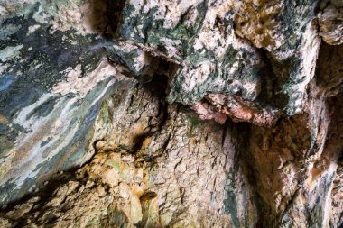 Tuna Vadisi 'ndeki güzel Tuna Vadisi' nde bahar yürüyüşü Kallenberg Kalesi yıkıntıları boyunca, Tuna Nehri üzerindeki Fridingen yakınlarındaki Bronnen Şatosu 'na.