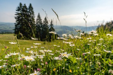 Allgau 'daki Immenstadt' ta gün doğumu yürüyüşü Nagelfluhkette 'deki Mittag zirvesine