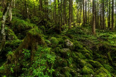 Berchtesgaden yakınlarındaki Ramsau yakınlarındaki vahşi ve romantik büyülü orman.