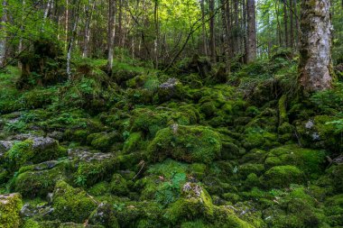 Berchtesgaden yakınlarındaki Ramsau yakınlarındaki vahşi ve romantik büyülü orman.