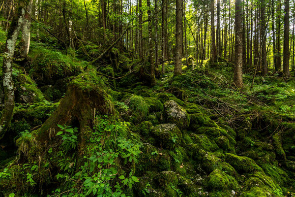 Дикий и романтический волшебный лес близ Рамзау возле Берхтесгадена
