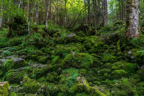 Forêt Magique Sauvage Romantique Près Ramsau Près Berchtesgaden — Photo