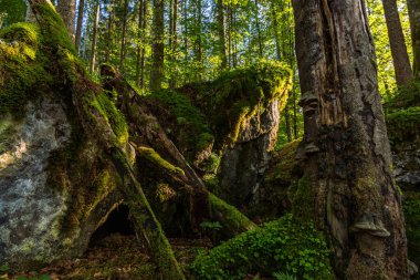Berchtesgaden yakınlarındaki Ramsau yakınlarındaki vahşi ve romantik büyülü orman.