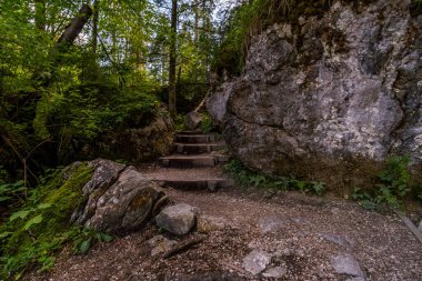 Berchtesgaden yakınlarındaki Ramsau yakınlarındaki vahşi ve romantik büyülü orman.