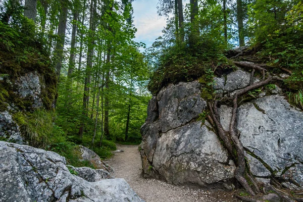 Divoký Romantický Kouzelný Les Poblíž Ramsau Berchtesgadenu — Stock fotografie