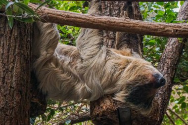 Münih Hayvanat Bahçesi 'nde bir sürü güzel vahşi hayvan var.