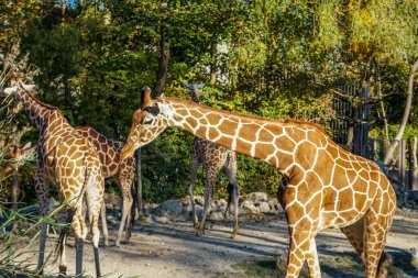 Münih Hayvanat Bahçesi 'nde bir sürü güzel vahşi hayvan var.
