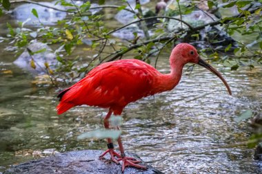 Münih Hayvanat Bahçesi 'nde bir sürü güzel vahşi hayvan var.