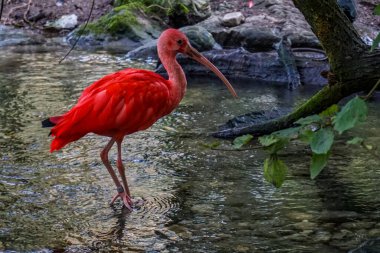 Münih Hayvanat Bahçesi 'nde bir sürü güzel vahşi hayvan var.