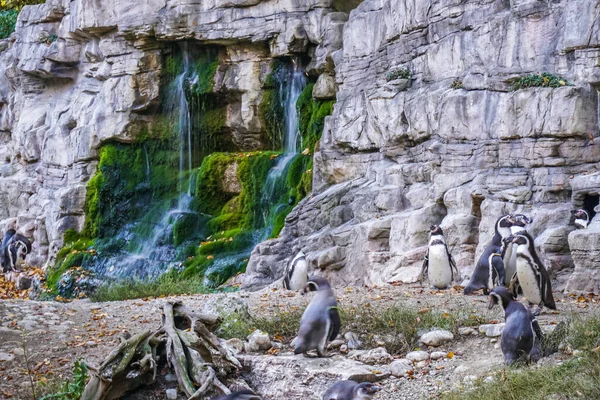 Mnoho Krásných Divokých Zvířat Mnichovské Zoo — Stock fotografie