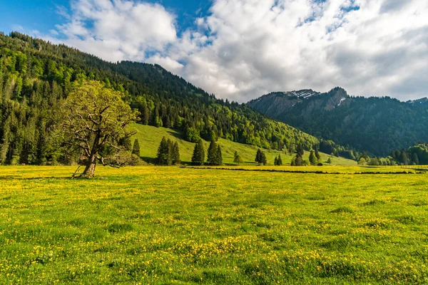 Fantastyczna Górska Wycieczka Siplingerkopf Heidelbeerkopf Doliny Gunzesried Alpach Allgau — Zdjęcie stockowe